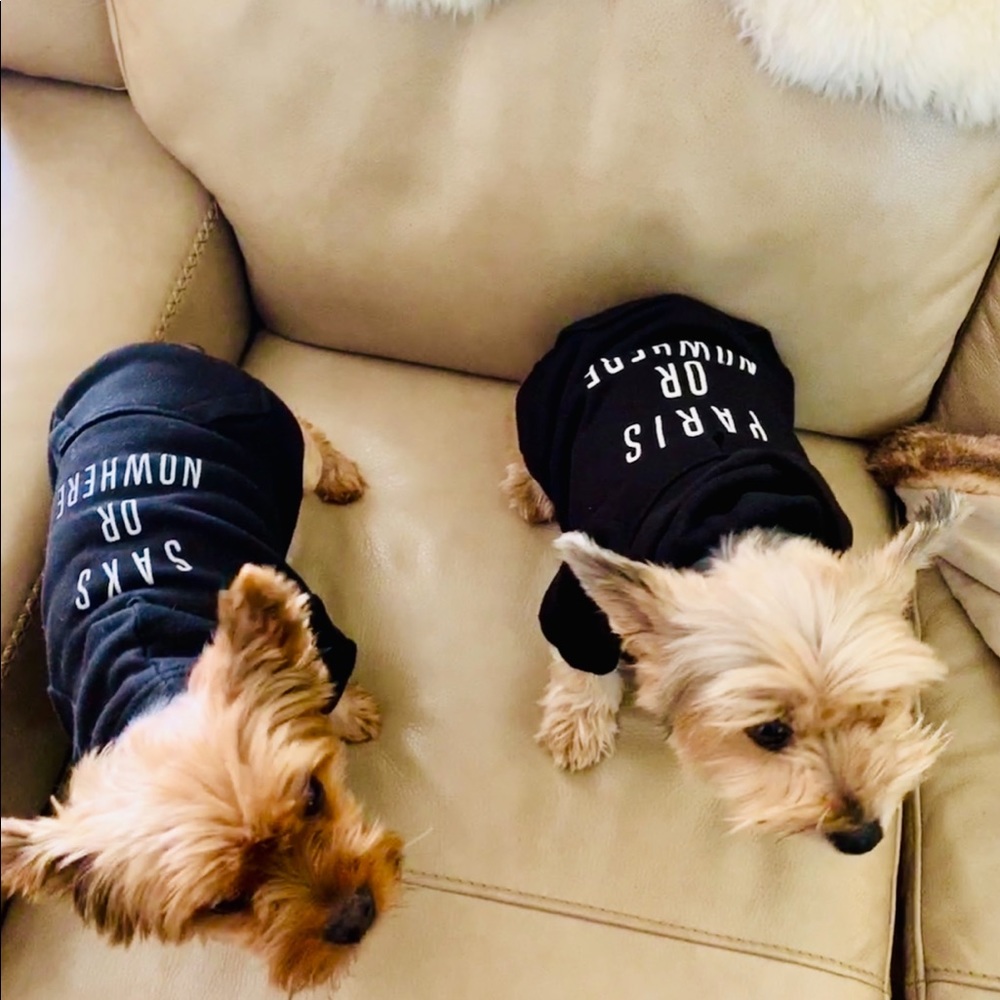 Spike + Paris 💕💕 Yorkie Love 💗